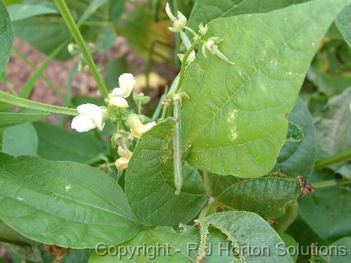 Bean - Flower 